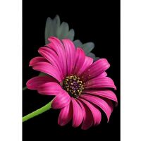 Puzzle cu diamante: Set de pictură cu diamante Gerbera 10x15cm - e/f/ef57457f84a6fe7843dc020360209293f8c302e1b59b99ca5875c0cdb7e2f9c9.jpg