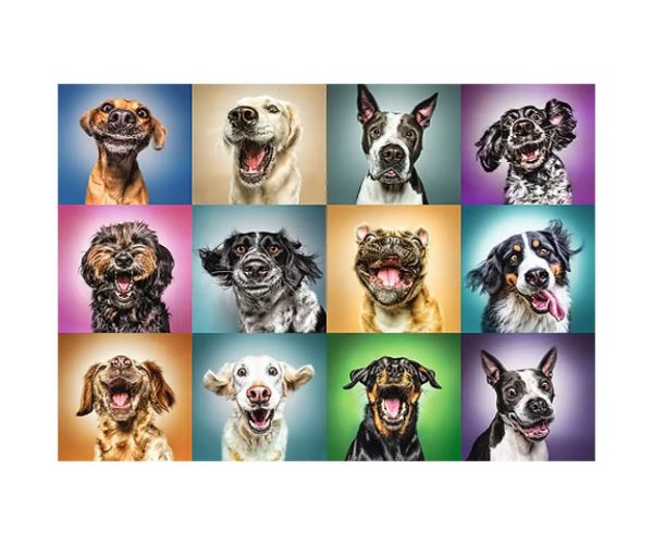 Puzzle cu 1000 de piese Câine Amuzant - Trefl