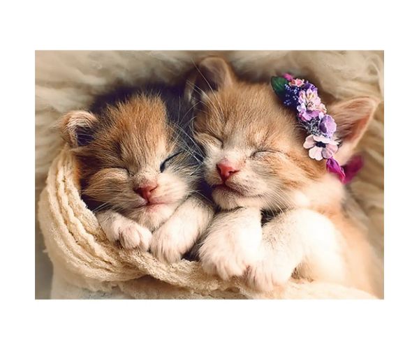 Pisici mici dormitoare puzzle premium de 500 de piese - Trefl