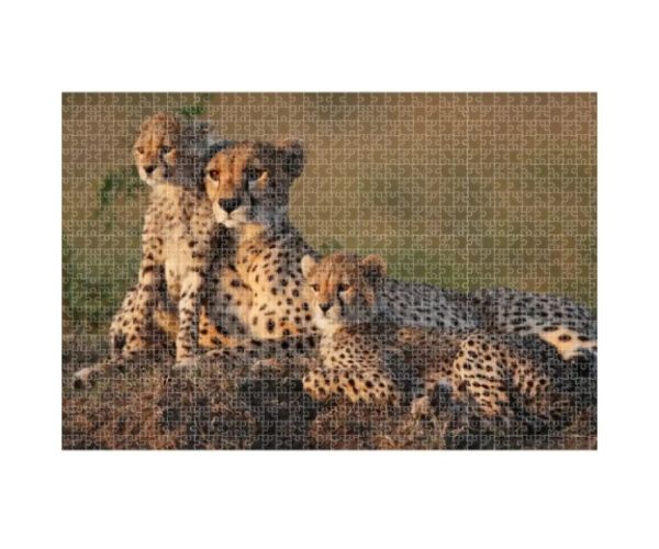 Animal Planet: Familia de ghepard 1000 bucăți puzzle