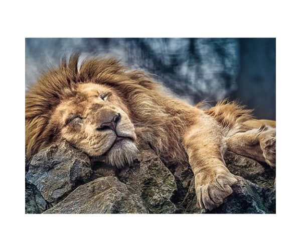 Leul dormind puzzle premium 1000 bucăţi - Trefl