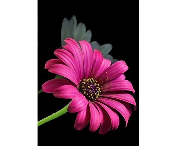 Puzzle cu diamante: Set de pictură cu diamante Gerbera 10x15cm